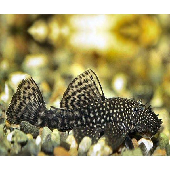 Freshwater Bottom Feeder Fish for Sale - East Ocean Aquatic