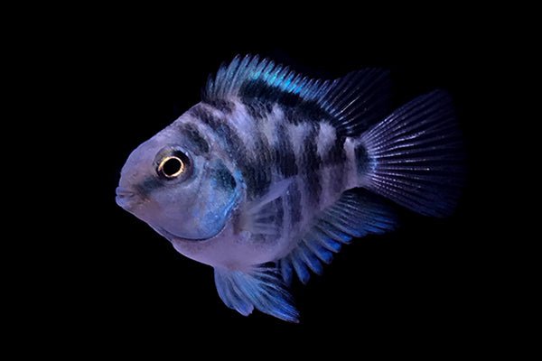 blue polar parrot fish max size polar blue parrot cichlid (small size) — East Ocean Aquatic