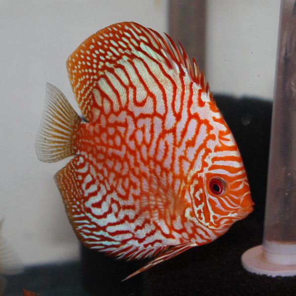Pigeon Red Discus