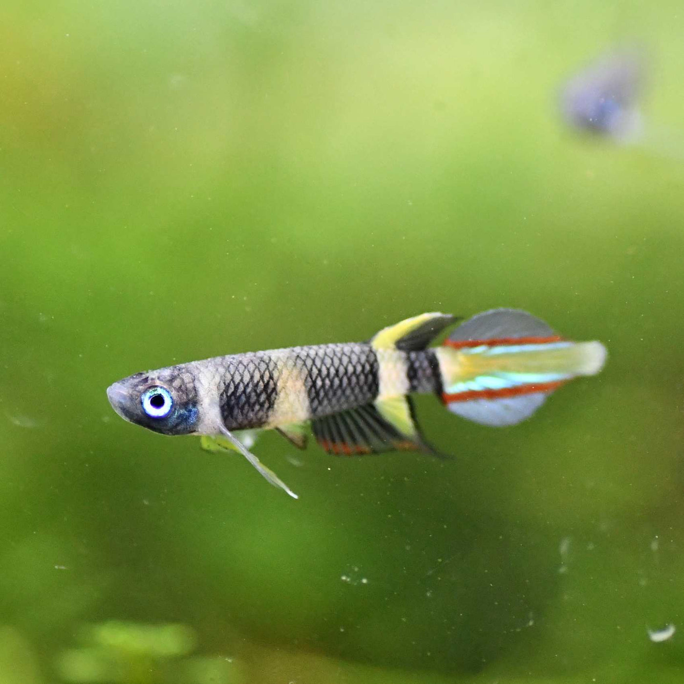 Clown Killi Fish — East Ocean Aquatic image.