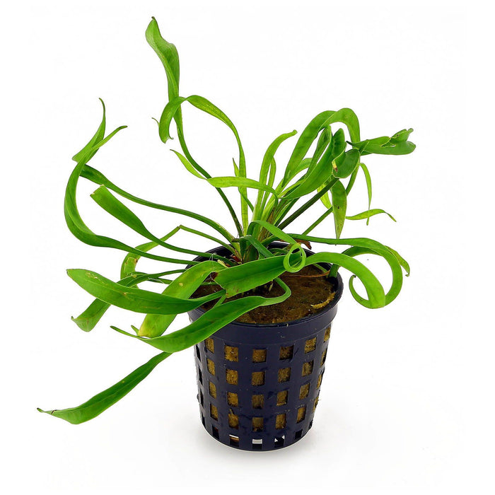 TCulture Helanthium Vesuvius (Pot/TC Cup)