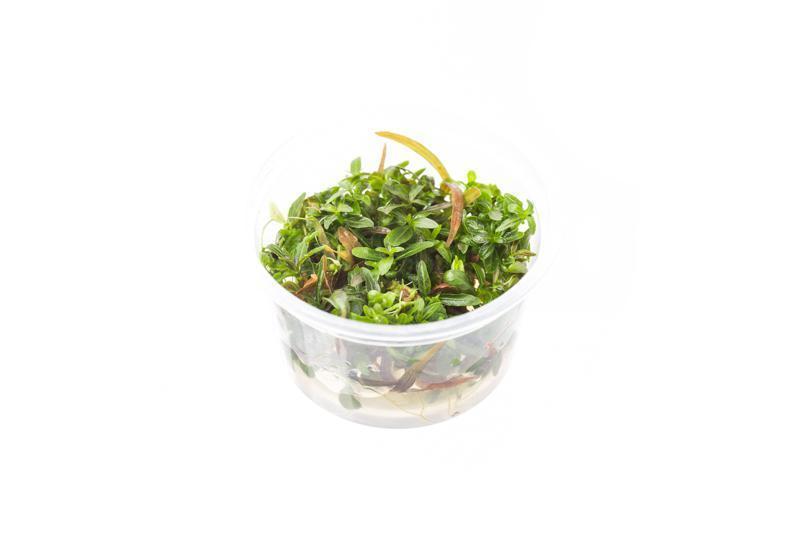 TCulture Hygrophila Lancea Araguaia (Pot/TC Cup)