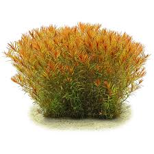 TCulture Rotala H'ra (Pot/TC Cup)