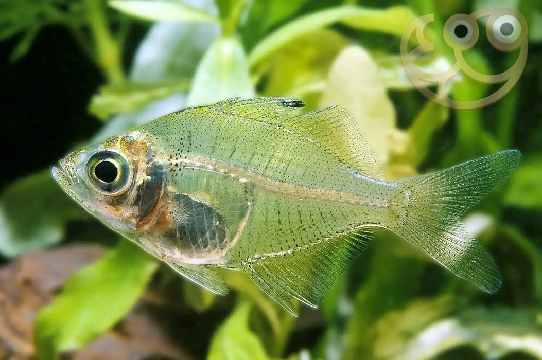 India glass fish