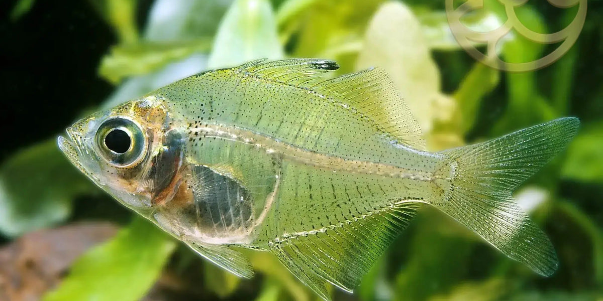 India glass fish — East Ocean Aquatic