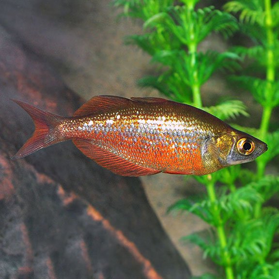 Red Rainbowfish — East Ocean Aquatic