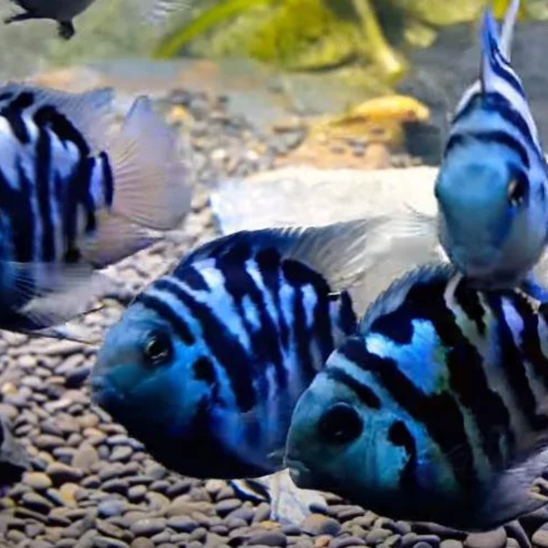 polar blue parrot cichlid (small size) — East Ocean Aquatic