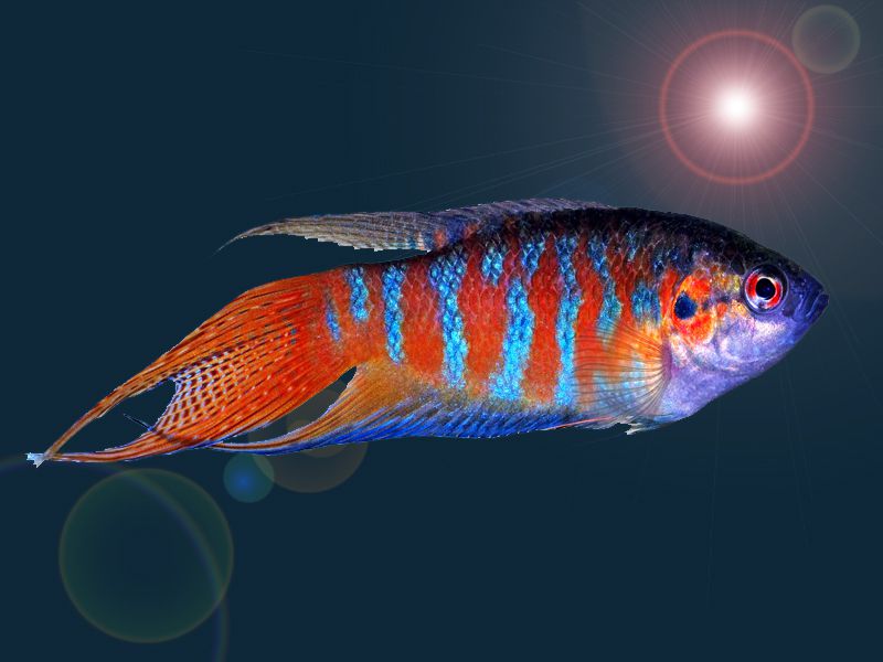 Blue paradise fish