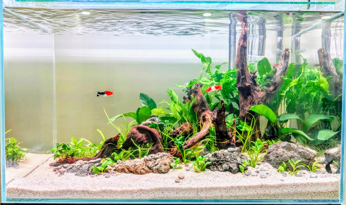 Low Maintenance Aquarium Setup Service (Without Tank)