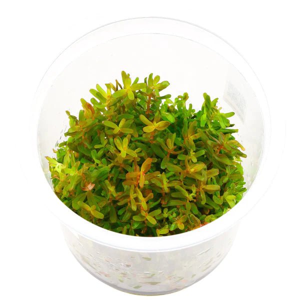 TCulture Rotala H'ra (Pot/TC Cup)