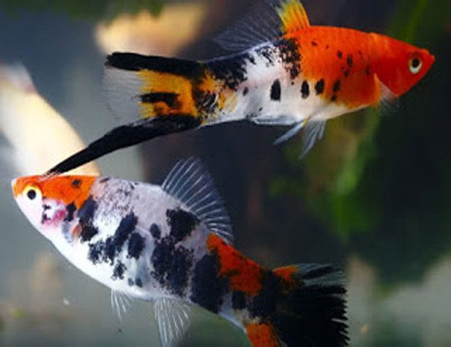 Tri-color Swordtail fish — East Ocean Aquatic