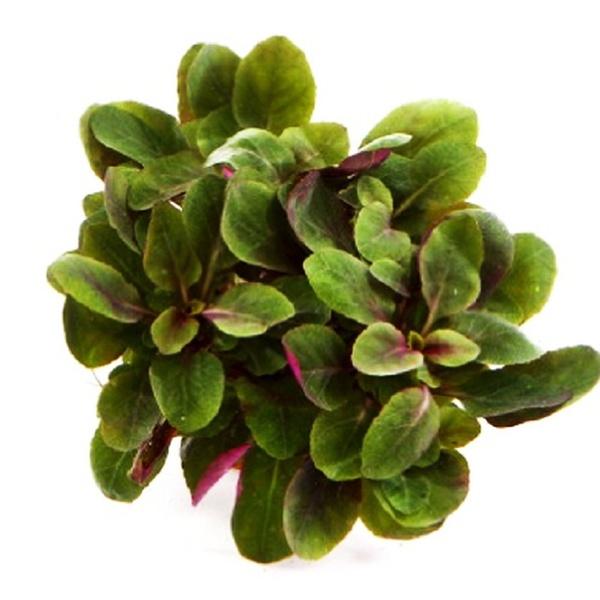 TCulture Lobelia Cardinalis (Pot/TC Cup)