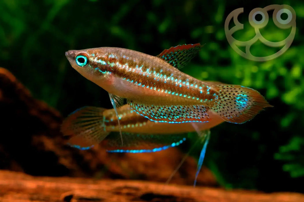 Gourami aquarium sales