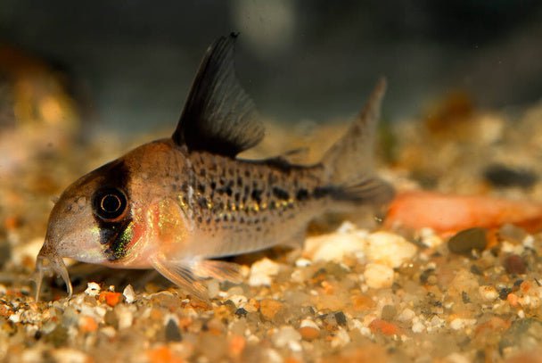 Axadora Fish Axelrodi Corydoras — East Ocean Aquatic
