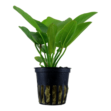 Tropica Echinodorus 'Aquartica' in Pot