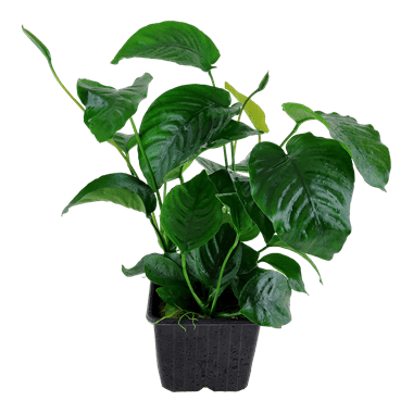 Tropica Anubias Barteri Var. Caladiifolia XL