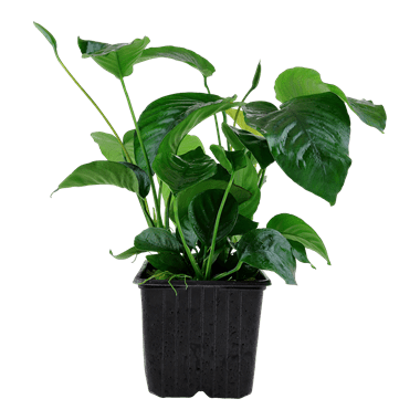 Tropica Anubias Barteri Var. Caladiifolia XL