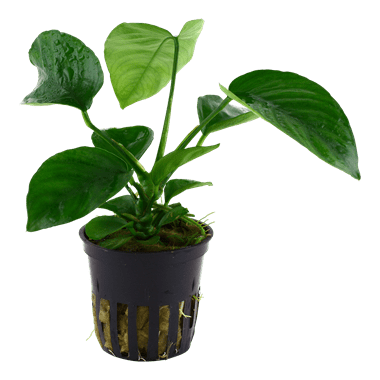 Tropica Anubias Barteri Var. Caladiifolia in Pot