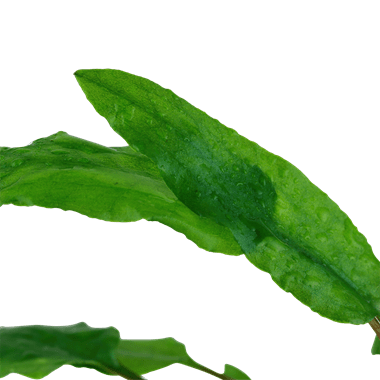 Tropica Cryptocoryne Wendtii 'Green' 1-2 GROW!