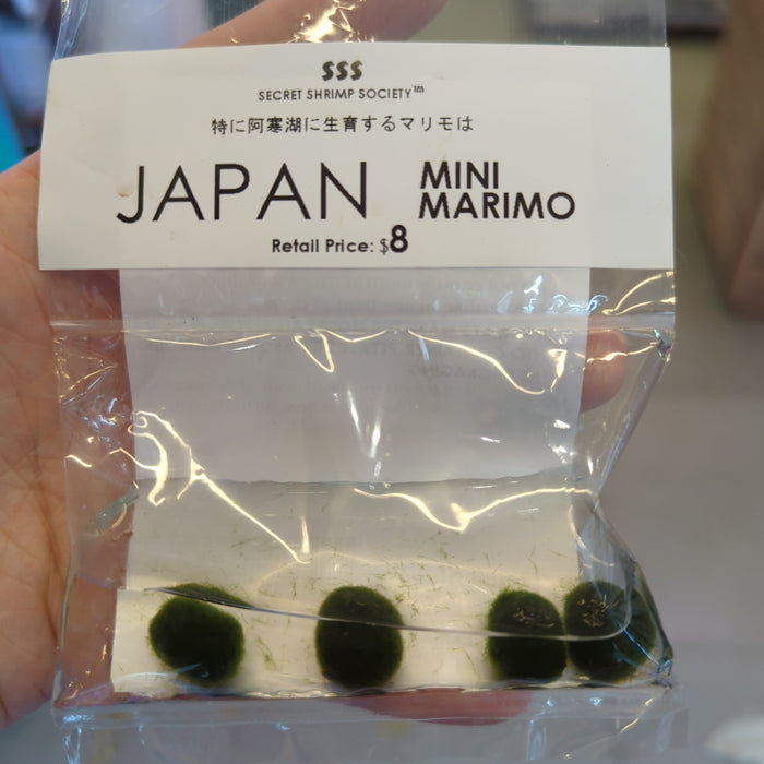 Japan Mini Marimo