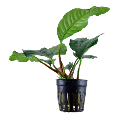 TCulture Anubias Barteri 'Coffeefolia' (Pot)