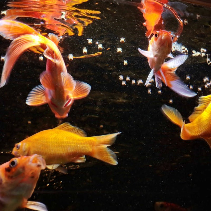 JBL ProNovo RED Grano M (Goldfish Floating Pellets)