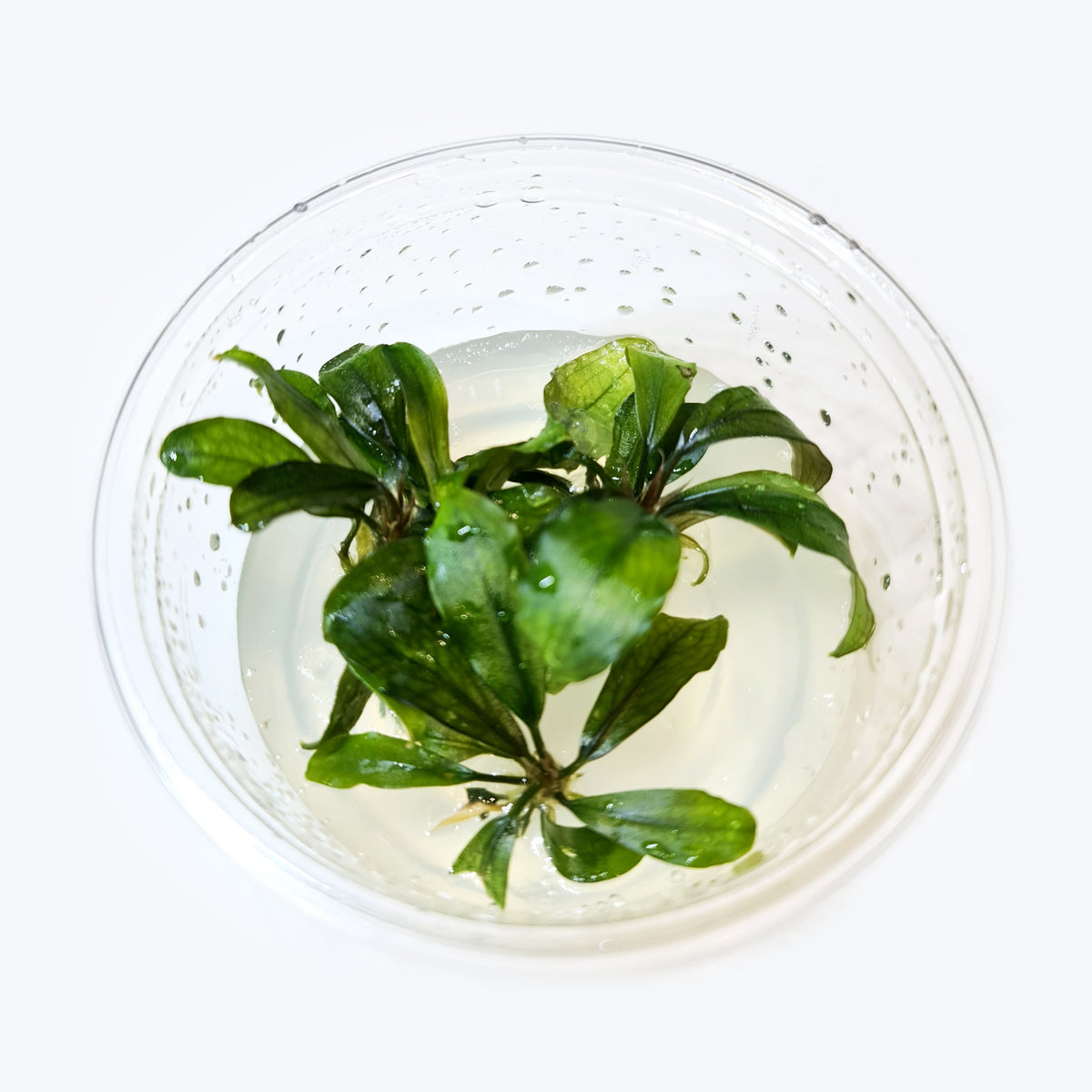 【超希少種】Bucephalandra sp. Brownie Ghost 2015 TCulture Bucephalandra Brownie Ghost (TC Cup) — East Ocean Aquatic