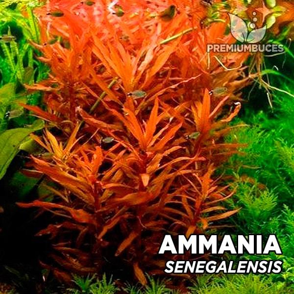 TCulture Ammannia senegalensis (Pot)