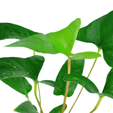Tropica Anubias gracilis in Pot