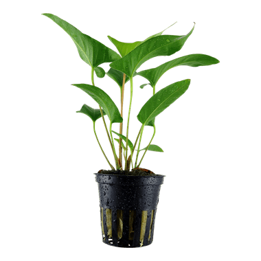 Tropica Anubias gracilis in Pot
