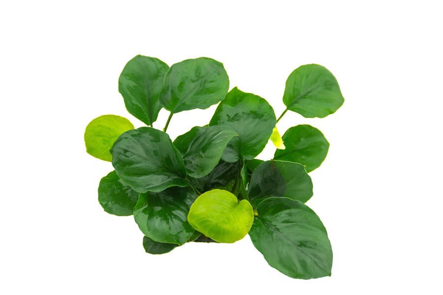 Dennerle Anubias barteri ´Coin Leaf´ — East Ocean Aquatic