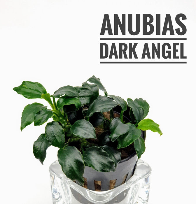 TCulture Anubias barteri Dark Angel (Pot)