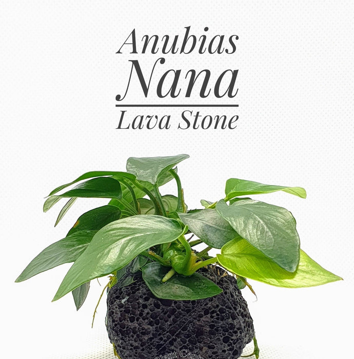 TCulture Anubias nana on lava stone
