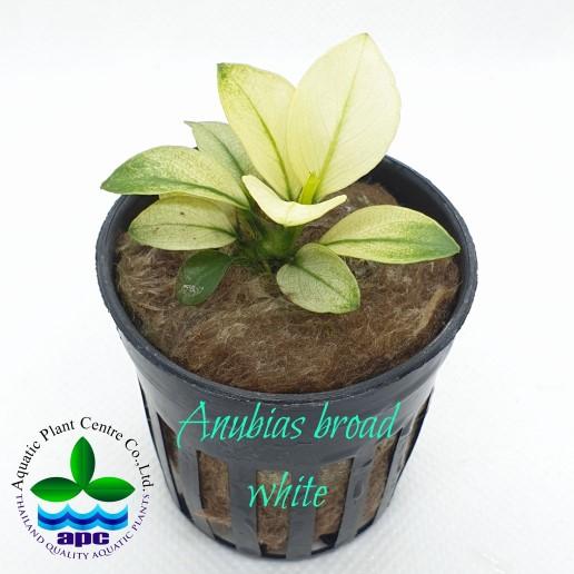TCulture Anubias sp Broad White (Pot)