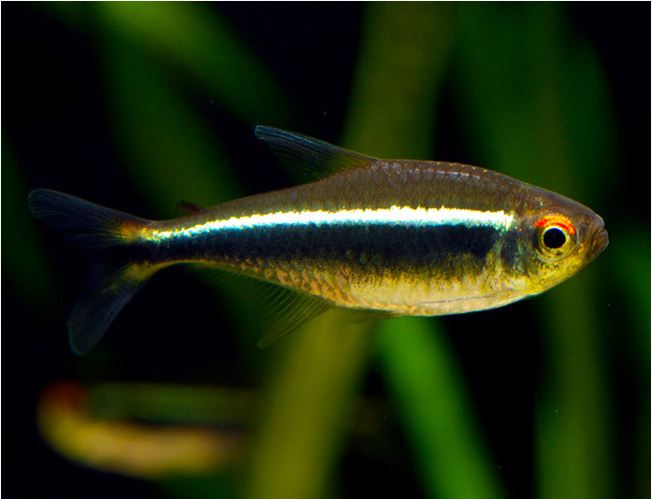 Black Neon Tetra — East Ocean Aquatic