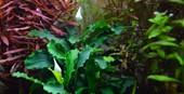 Tropica Bucephalandra 'Bukit Kelam' in Pot