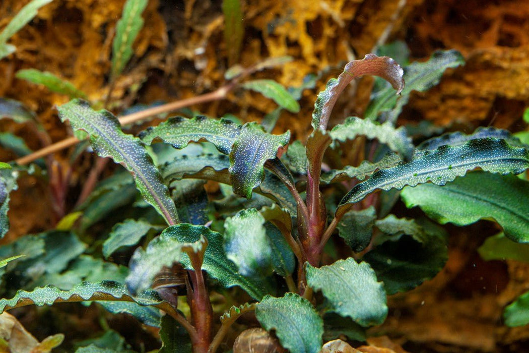 Tropica Bucephalandra 'Kedagang' 1-2-Grow!
