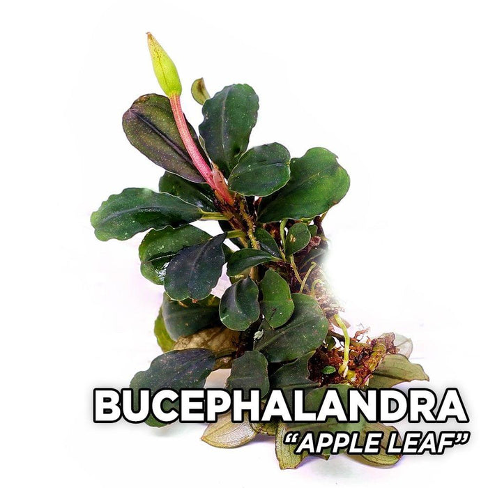 TCulture Bucephalandra apple leaf (Pot)