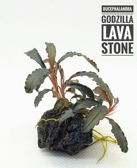 TCulture Bucephalandra Godzilla on Lava Stone