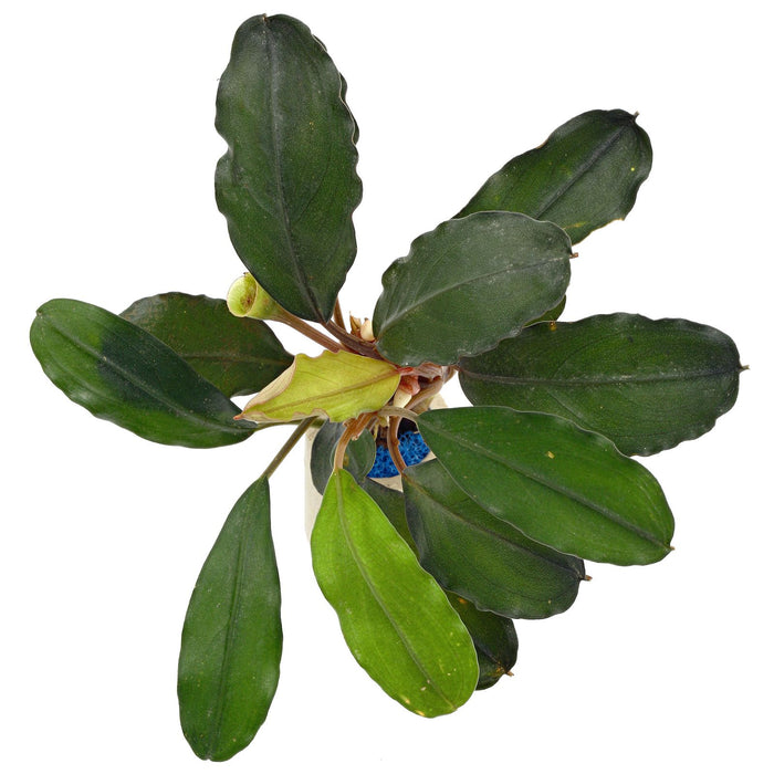 TCulture Bucephalandra green broad leaf