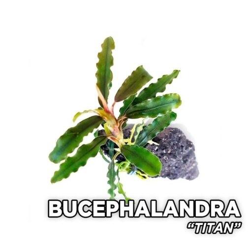 TCulture Bucephalandra titan (1 Stem)