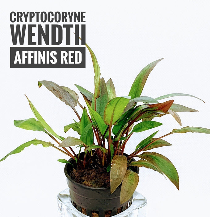 TCulture Cryptocoryne Wendtii Affinis Red (Pot)