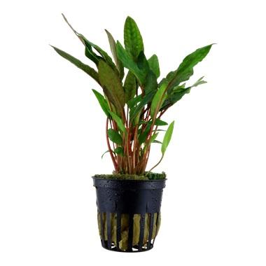 Tropica Cryptocoryne beckettii 'Petchii' in Pot