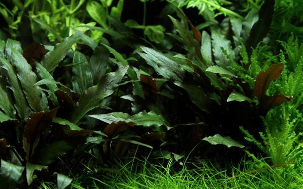 Tropica Cryptocoryne beckettii 'Petchii' in Pot