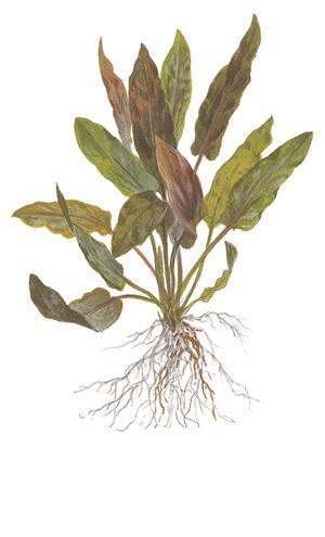 Tropica Cryptocoryne undulata 'Broad Leaf' 1-2-GROW!