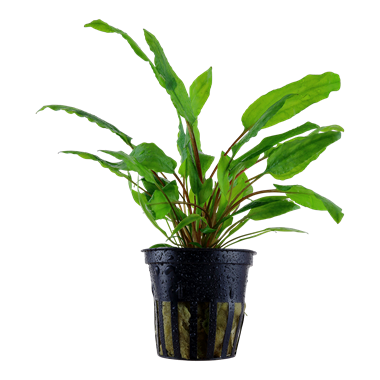 Tropica Cryptocoryne wendtii 'Green' in Pot