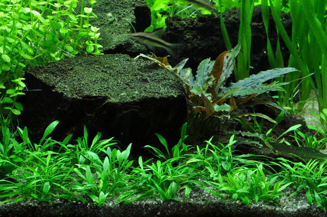 Tropica Cryptocoryne crispatula Pots — East Ocean Aquatic