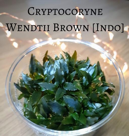 TCulture Cryptocoryne Wendtii 'Brown' Indo (TC Cup)