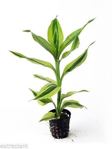dracaena sanderiana TCulture Dracaena Sanderian (Pot) — East Ocean Aquatic