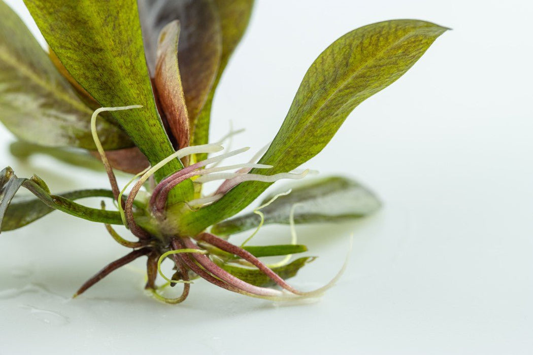 Tropica Echinodorus 'Reni' 1-2-Grow!